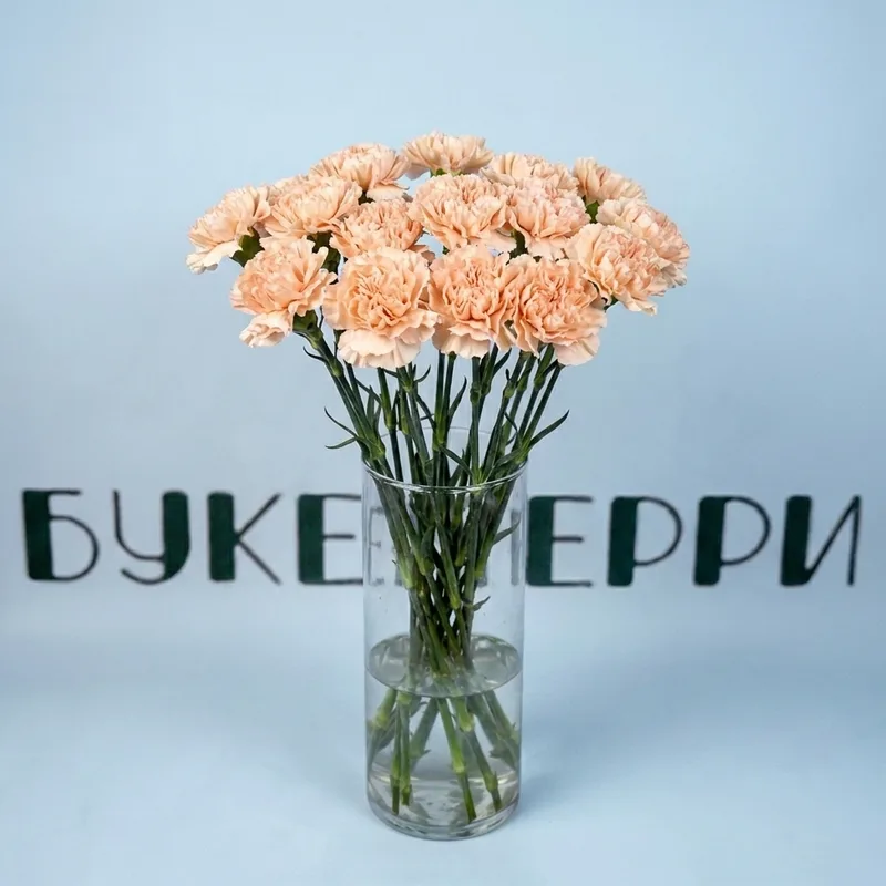 Гвоздика персиковая Brut