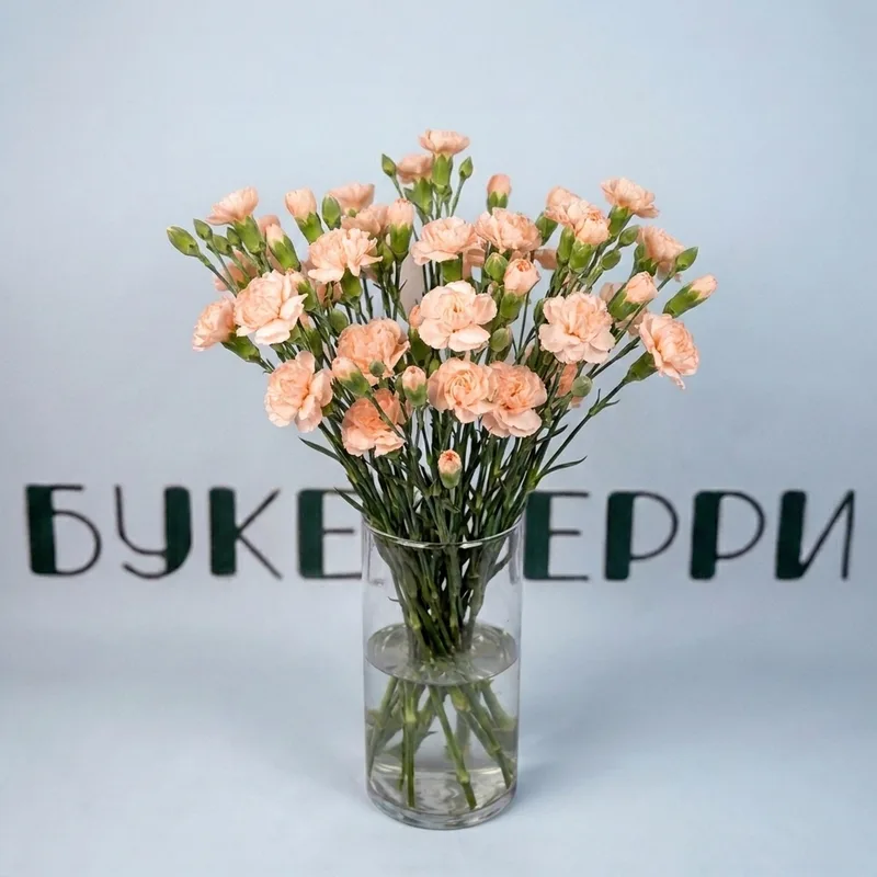 Гвоздика кустовая персиковая