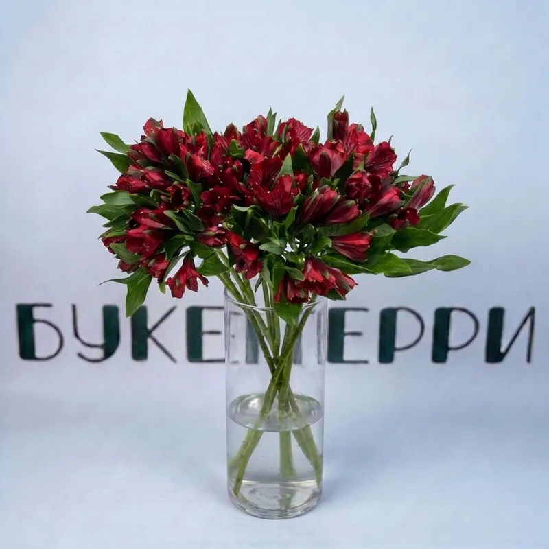 Альстромерия красная