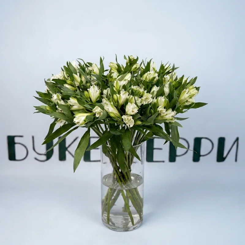 Альстромерия белая