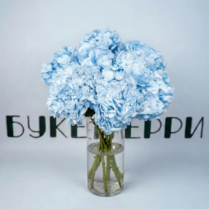 Гортензия голубая