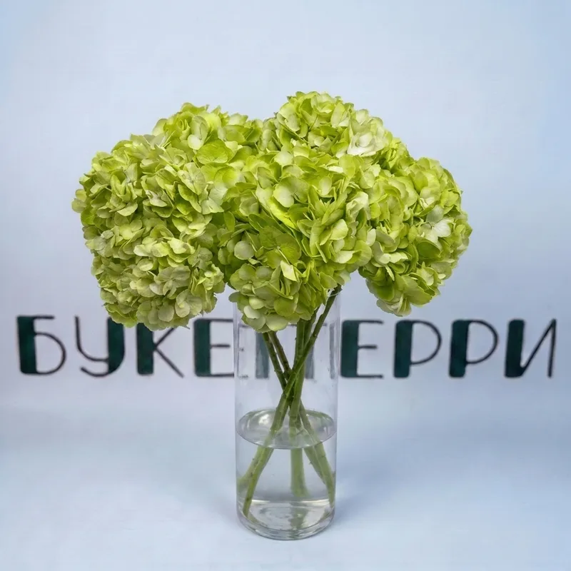 Гортензия зеленая