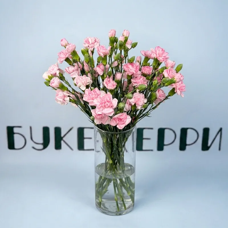 Гвоздика кустовая розовая
