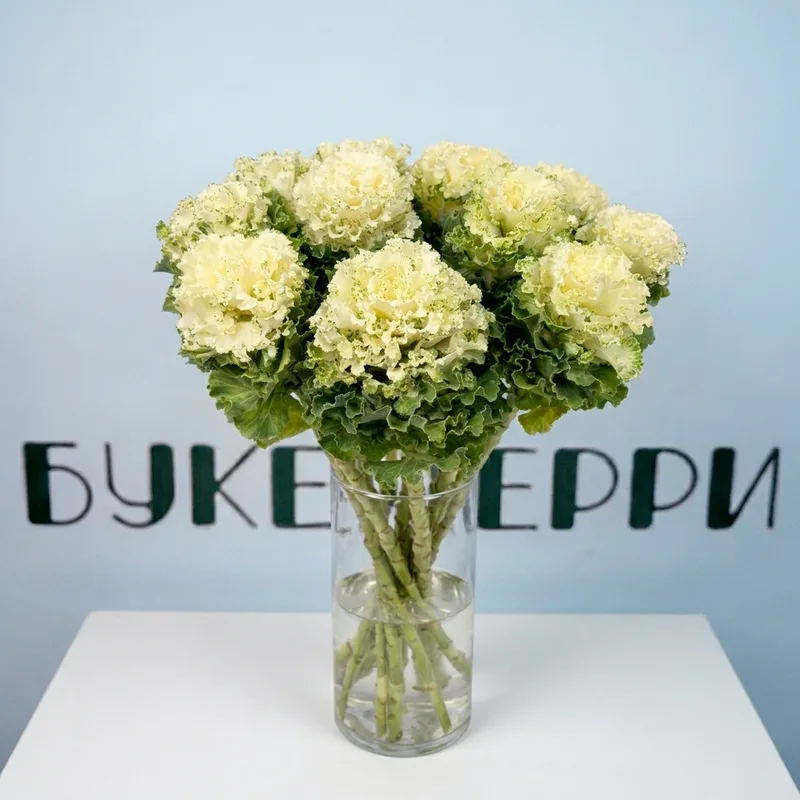Брассика Crane Ruffle White