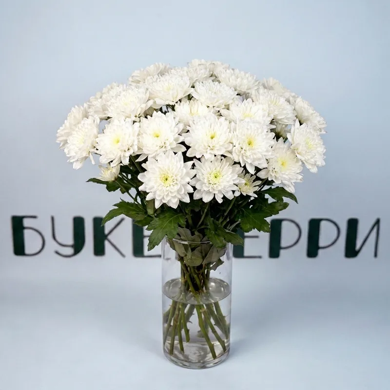 Хризантема кустовая белая
