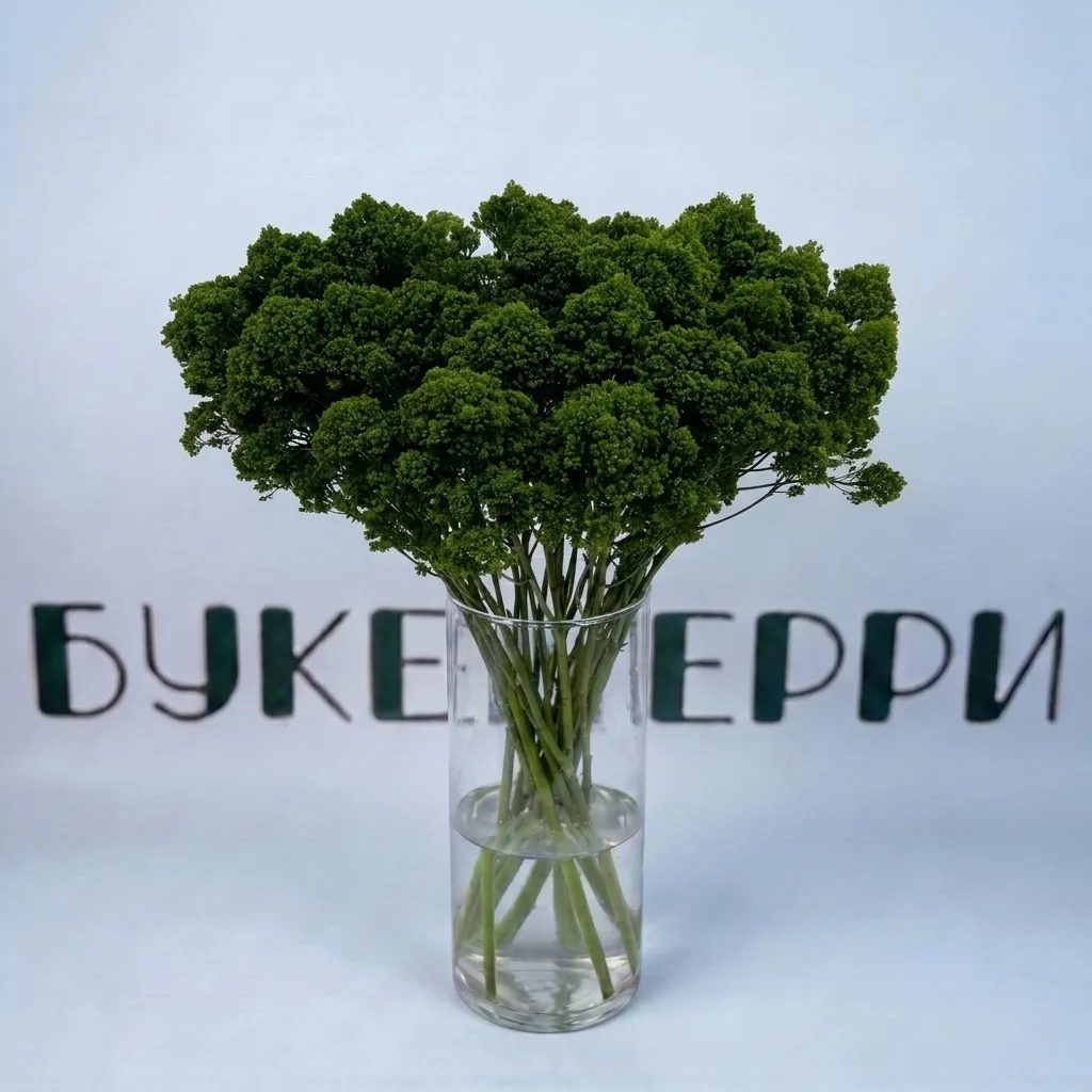 Трахелиум — купить в Кирове, Букетберри
