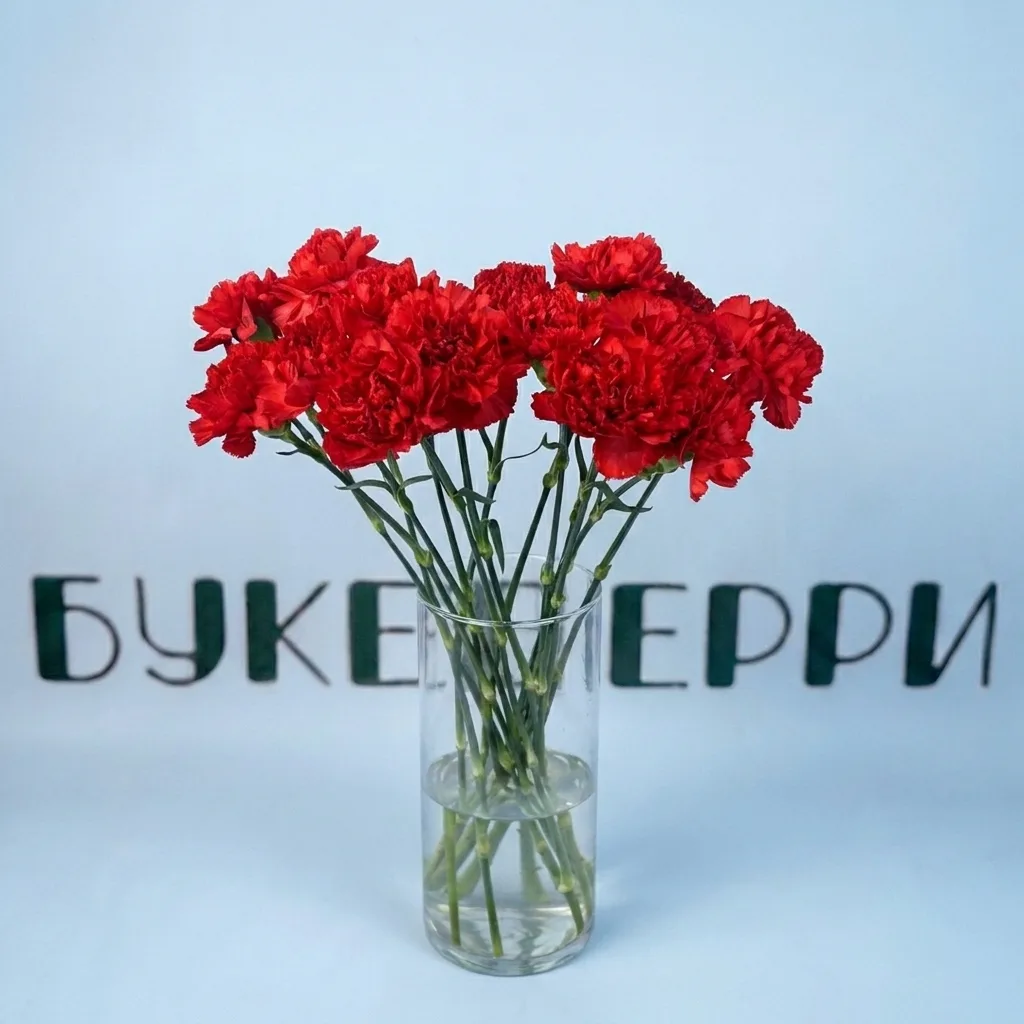 Гвоздика красная — купить в Кирове, Букетберри
