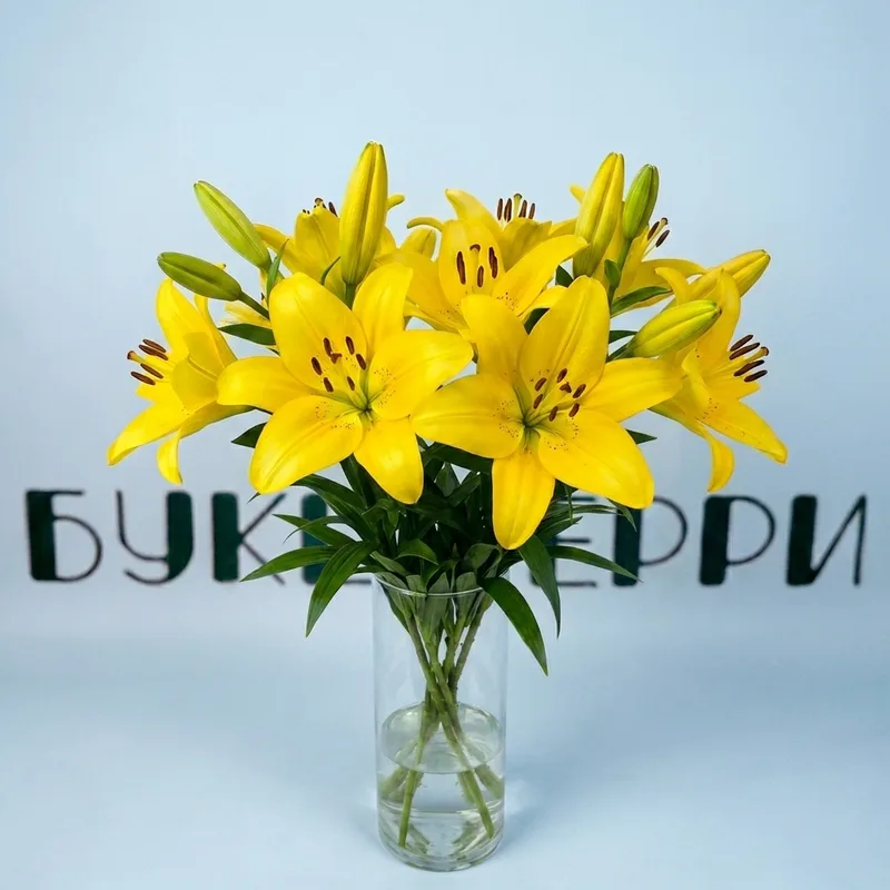 Лилия желтая Scipione