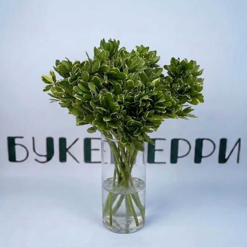 Питоспорум ветка