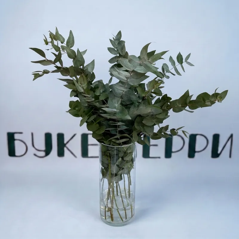 Эвкалипт ветка