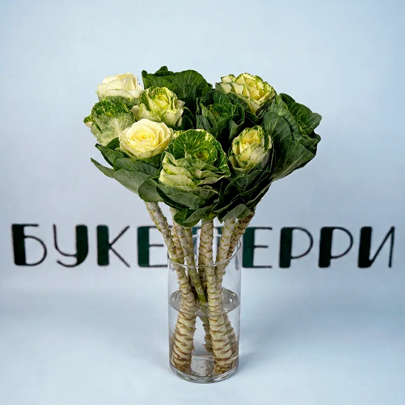 Брассика White Crane